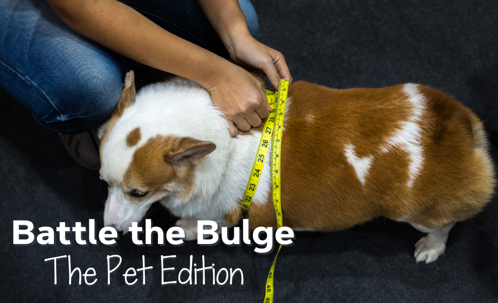 Battle the Bulge - The Pet Edition