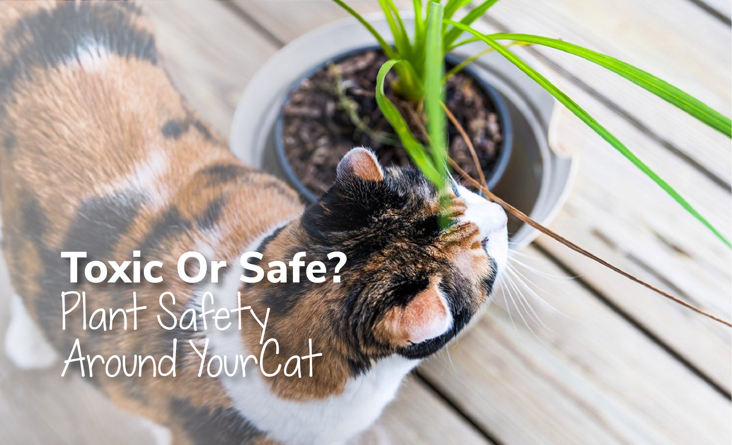 Toxic Or Safe? Plant Safety Around Your Cat
