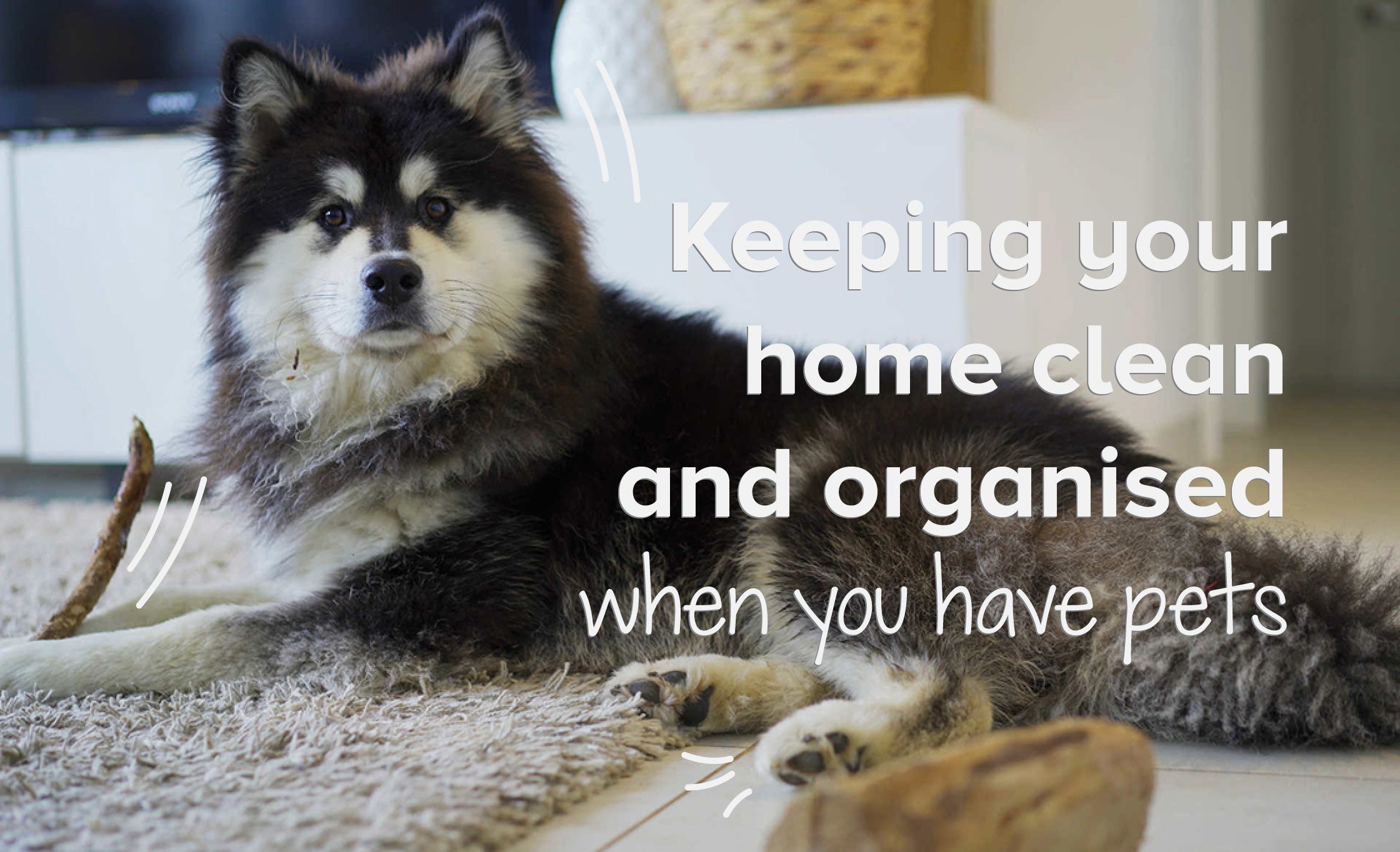 Keeping Your Home Clean And Organised When You Have Pets