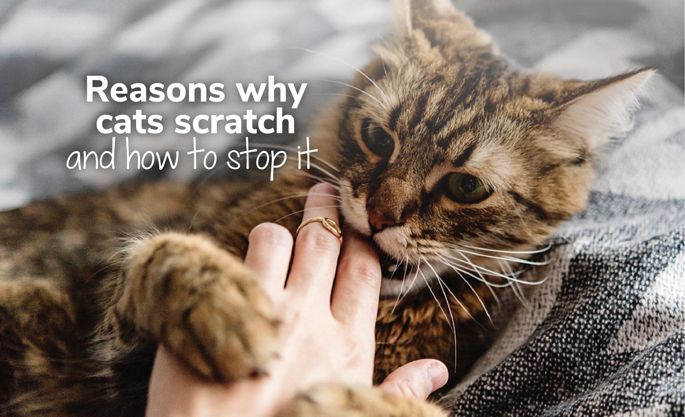 Reasons Why Cats Scratch And How To Stop It