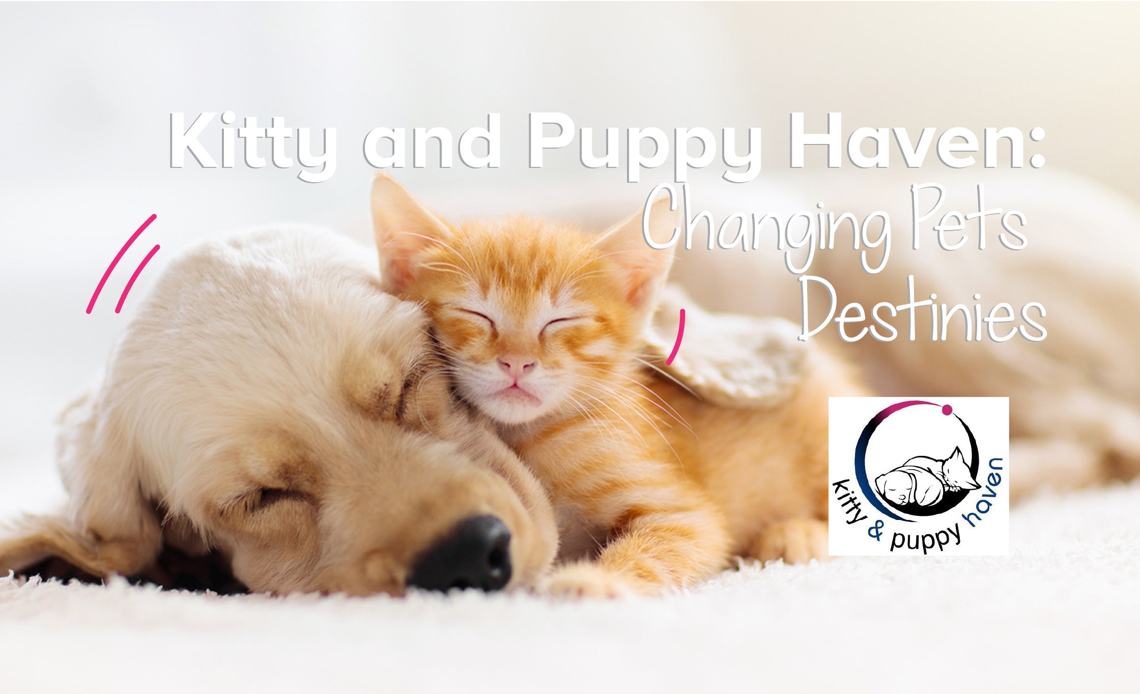 Kitty And Puppy Haven: Changing Pets Destinies
