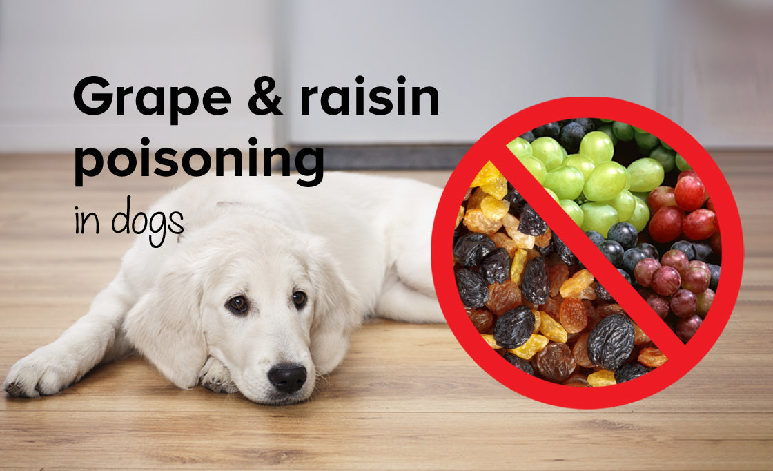 Raisin, grape &amp; currant poisoning in dogs | Harmful foods for dogs