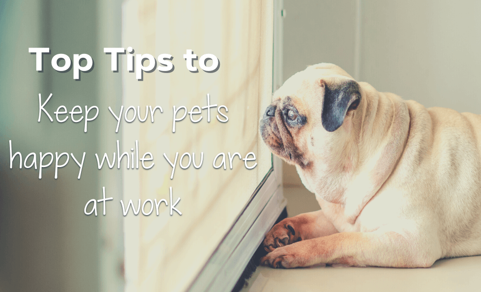 Top Tips to Keep Your Pets Happy While You Are at Work