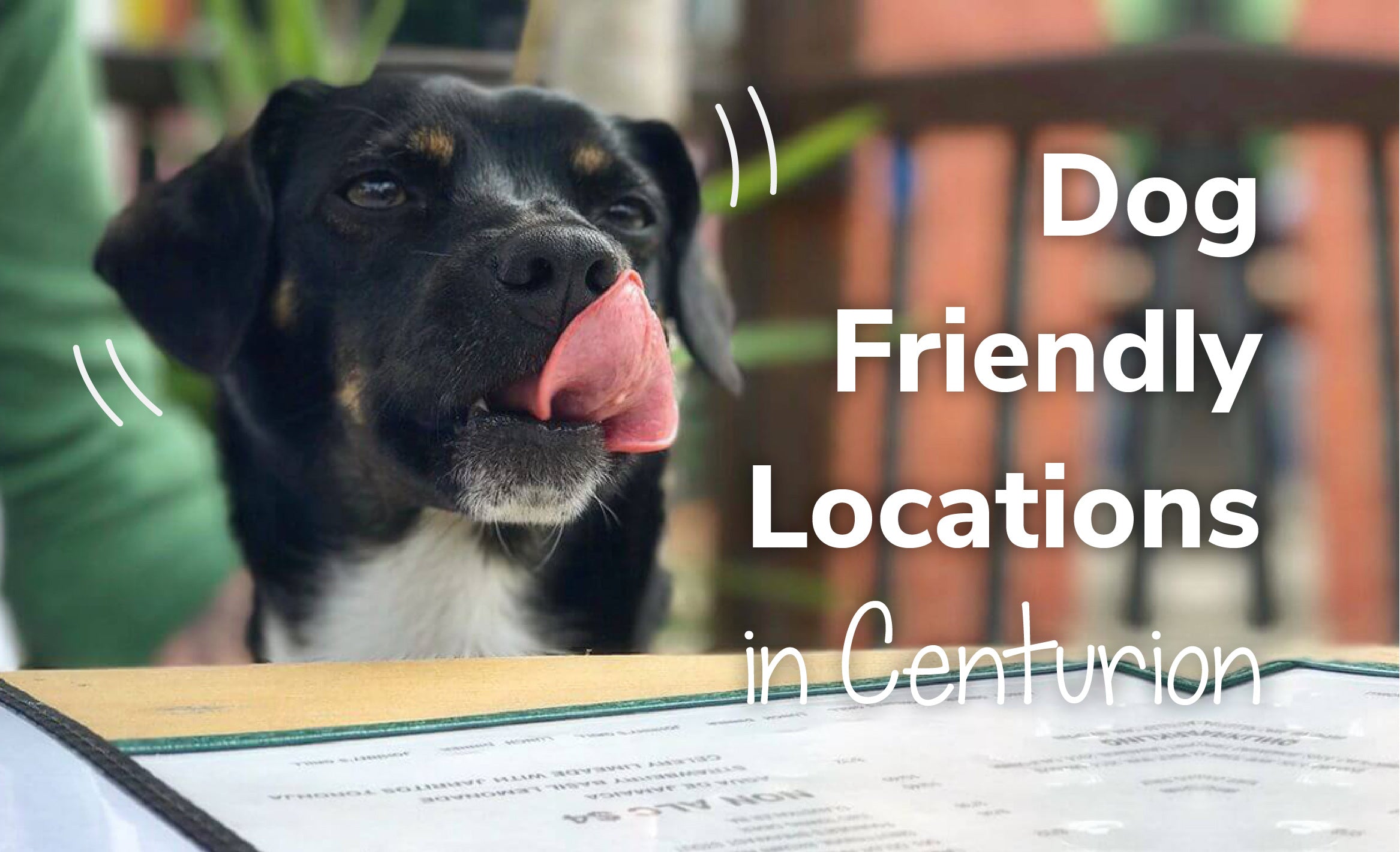 Dog Friendly Locations In Centurion
