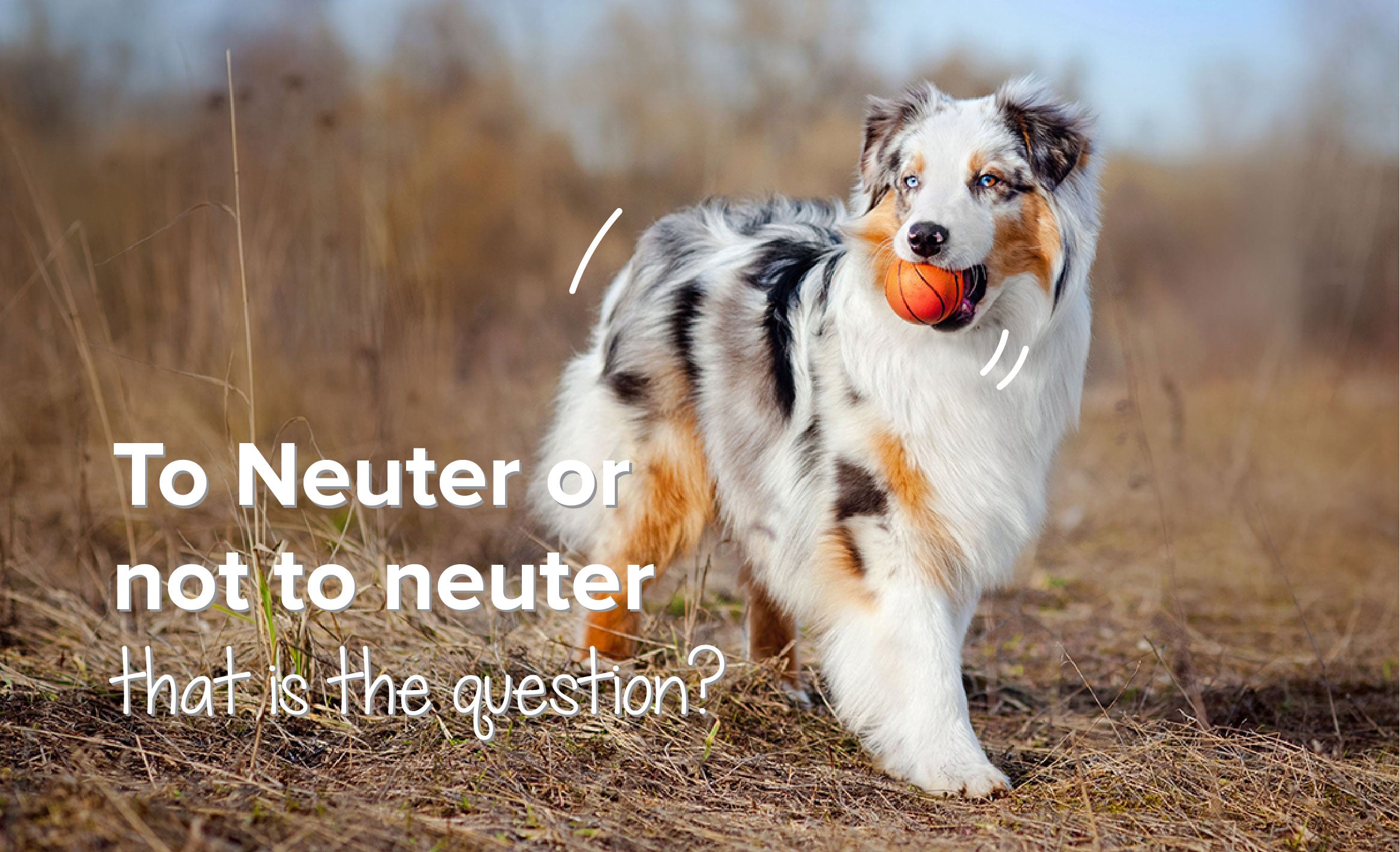 To Neuter Or Not To Neuter That Is The Question?