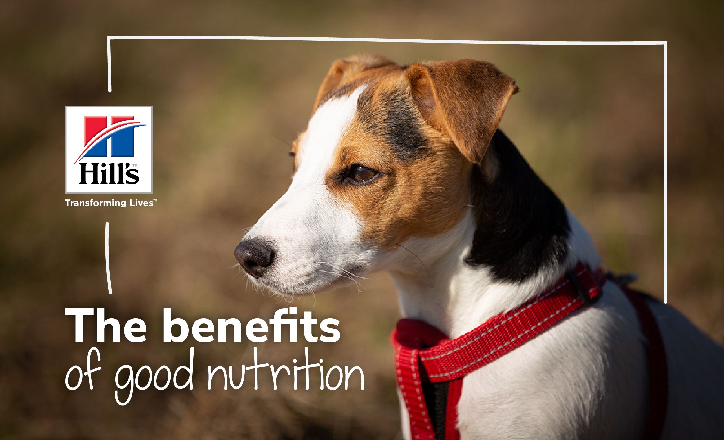 The Benefits Of Good Nutrition For Your Dog