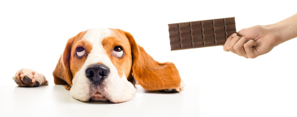 10 Foods you should never feed your dog