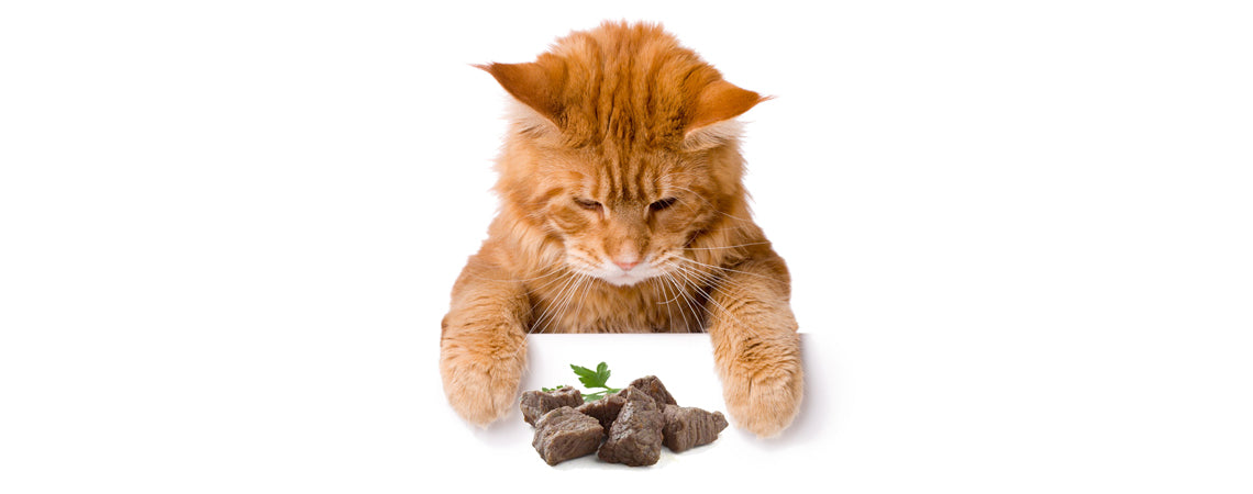 Healthy treats for cats: 10 Human foods that are safe for cats