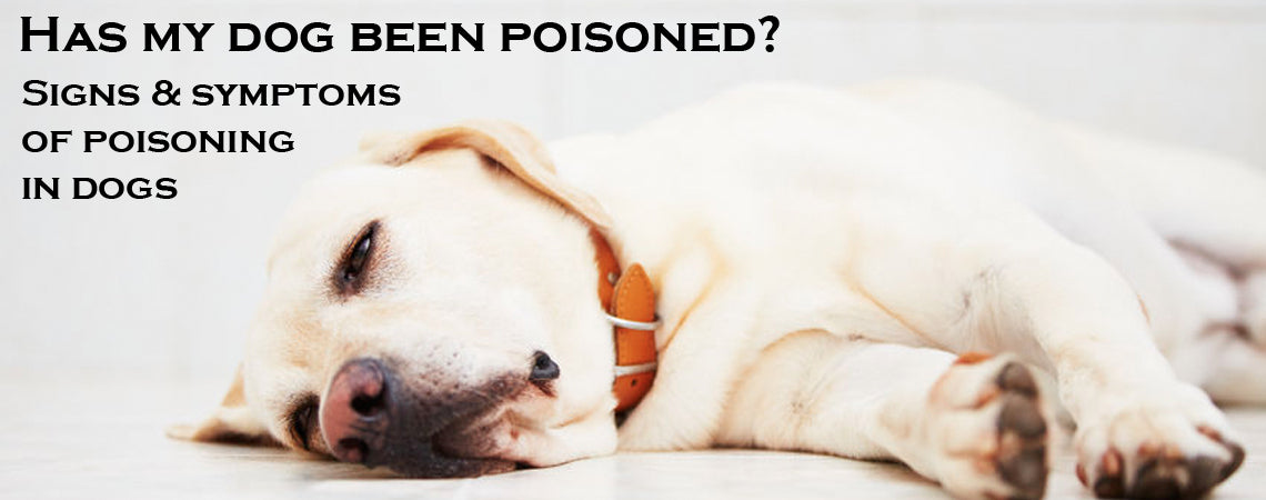 Has my dog been poisoned? Signs & symptoms of poisoning in dogs