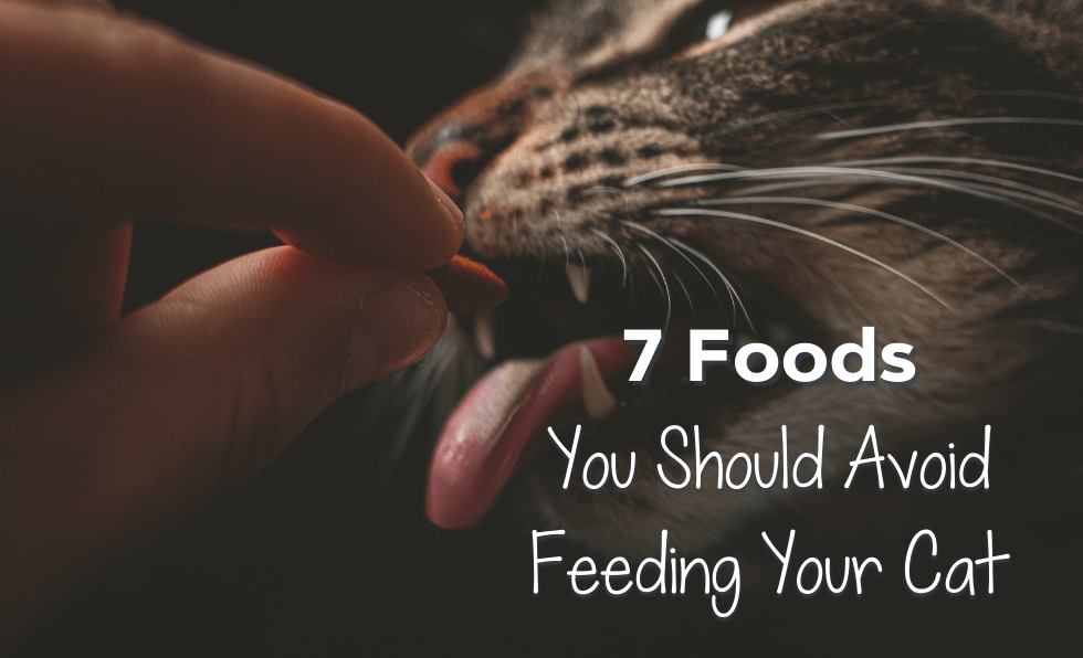 7 Foods You Should Avoid Feeding Your Cat