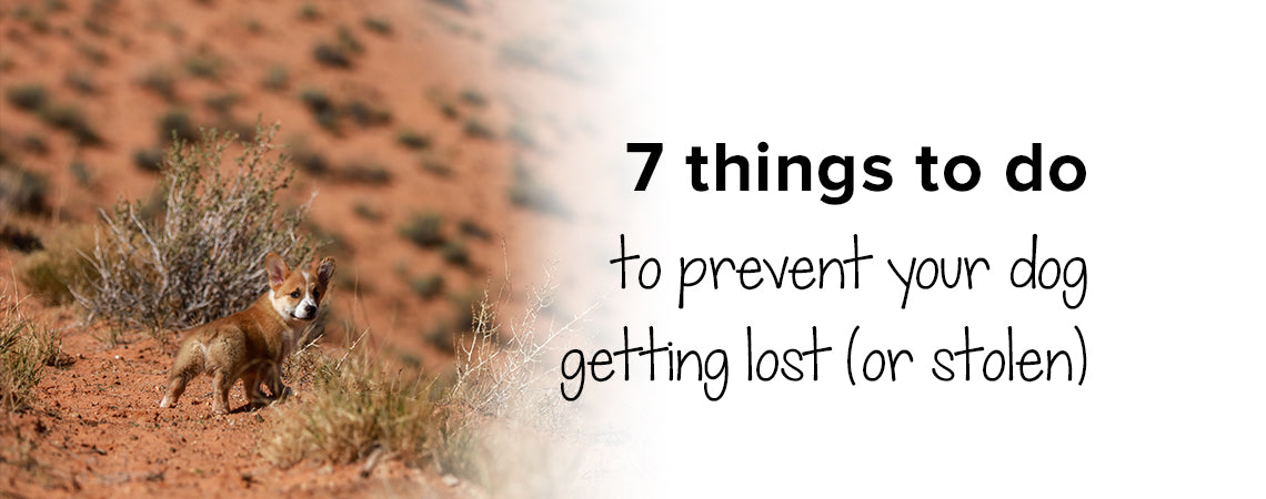 7 things to do to prevent your dog getting lost (or stolen)