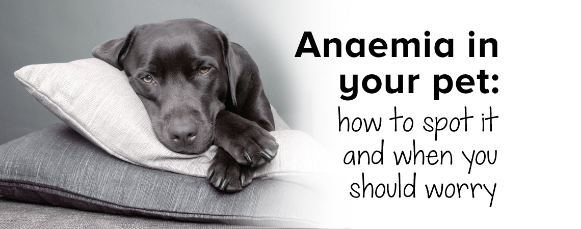 Anaemia in your pet: how to spot it and when you should worry