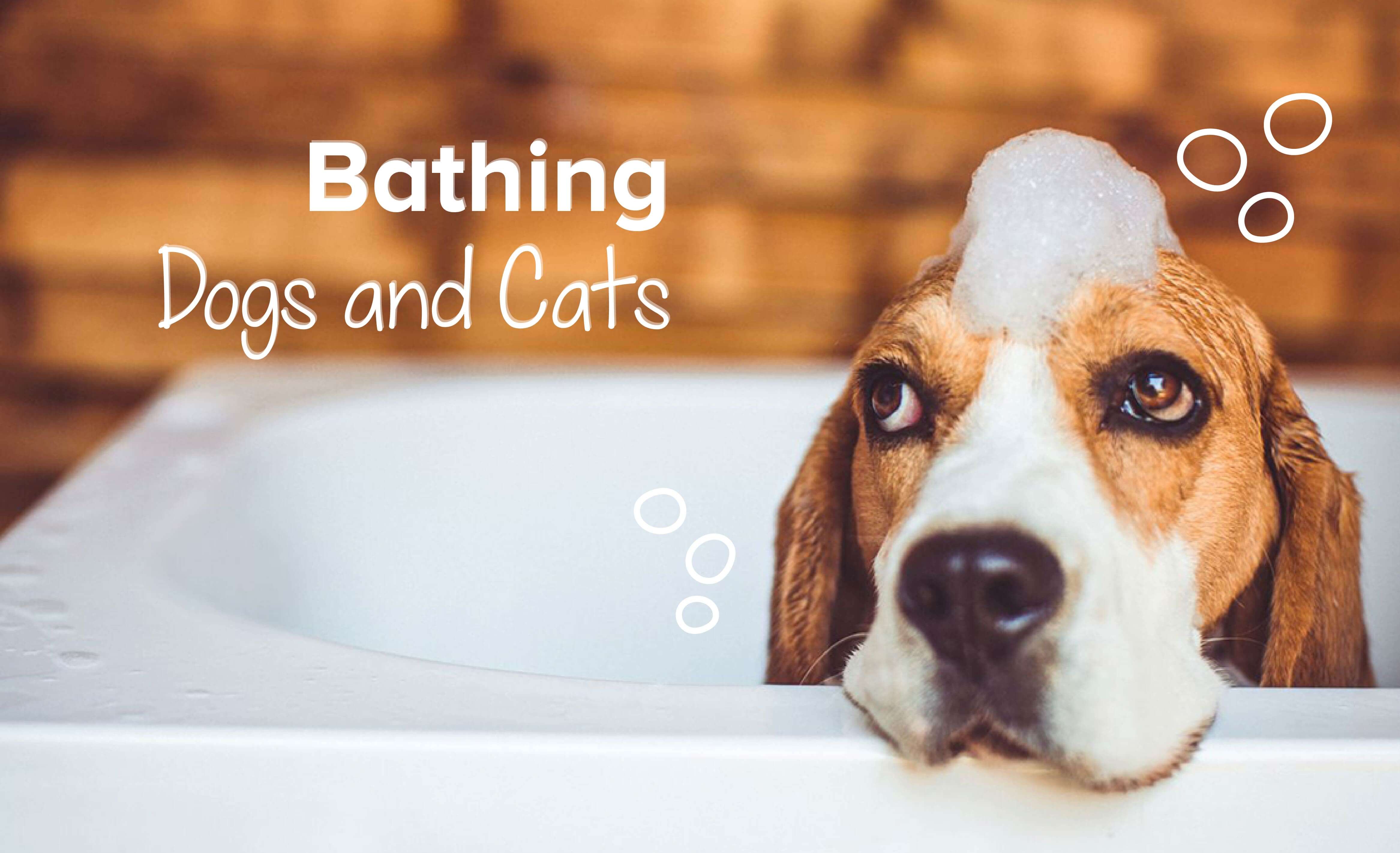 Bathing Dogs And Cats