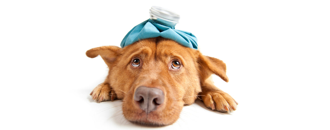 Biliary in dogs: Understanding tickbite fever & symptoms of biliary