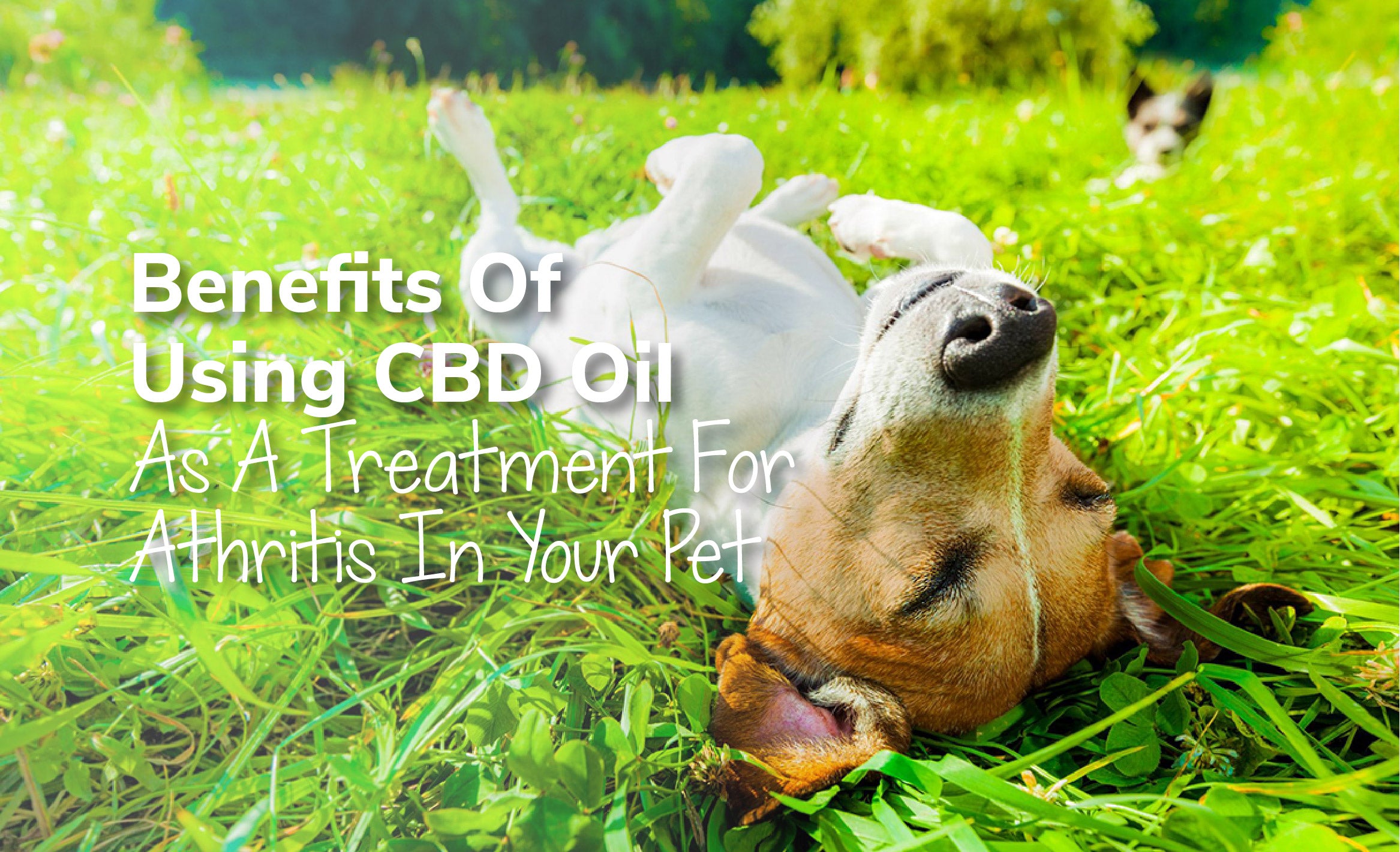 Benefits Of Using CBD Oil As A Treatment For Arthritis In Your Pet