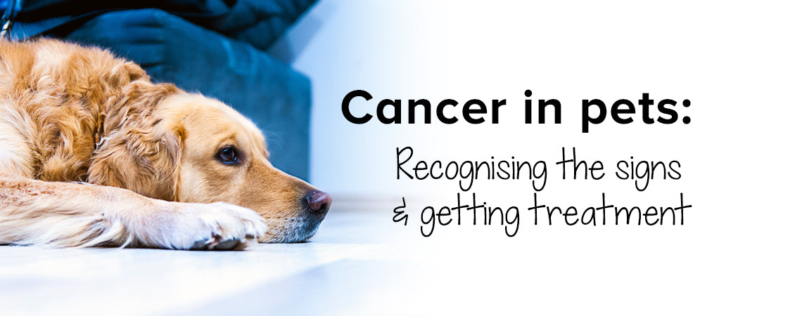 Cancer in pets: recognising the signs & getting treatment