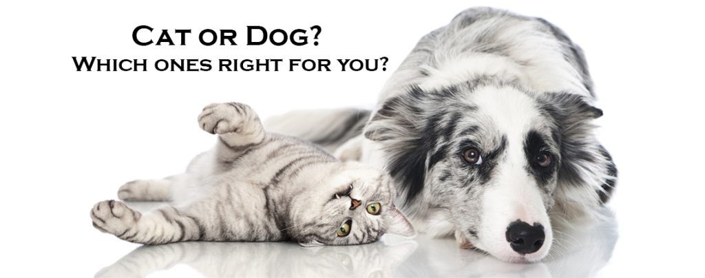 Should I get a dog or a cat? 5 Questions to give you paws for thought