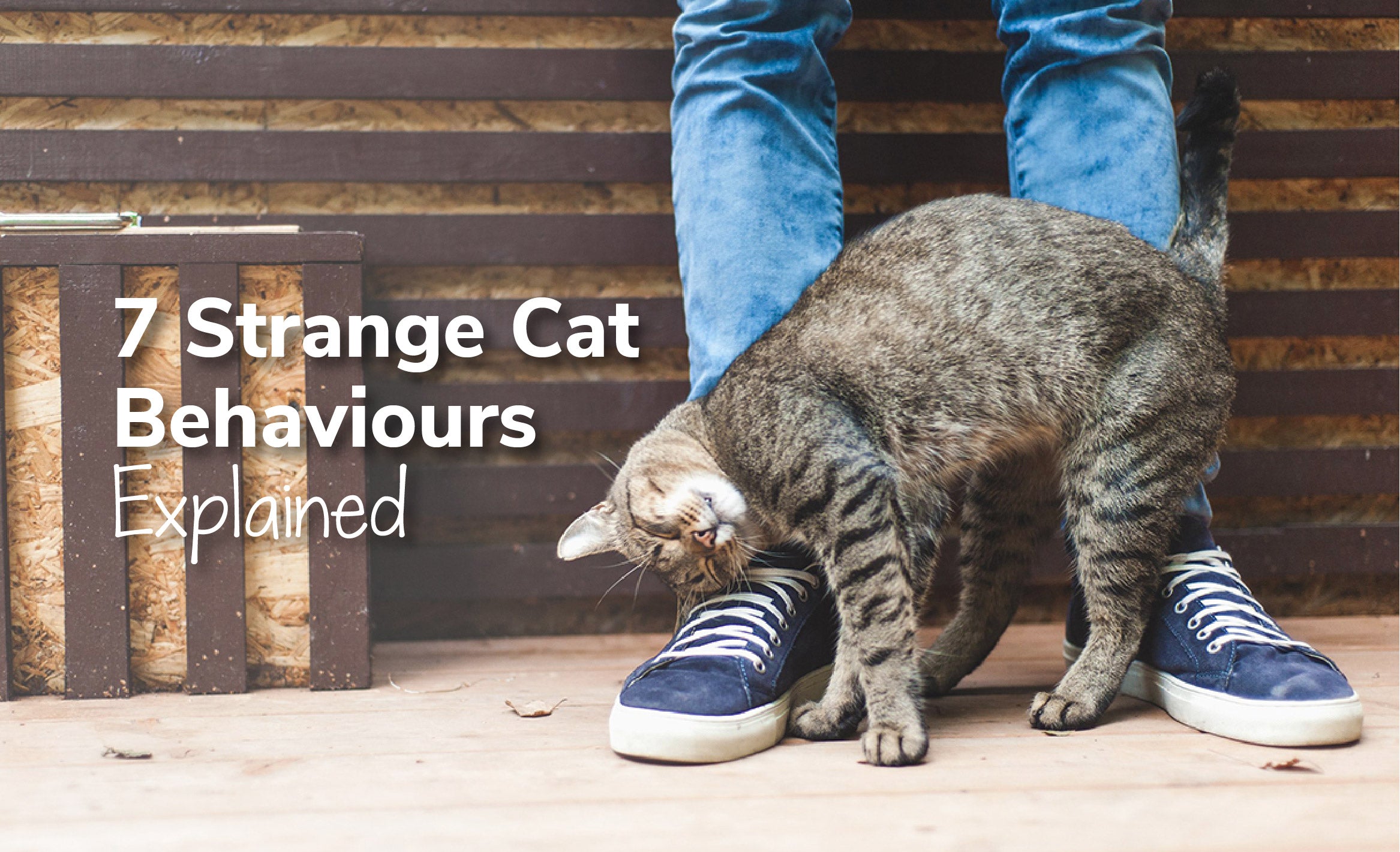 7 Strange Cat Behaviours Explained