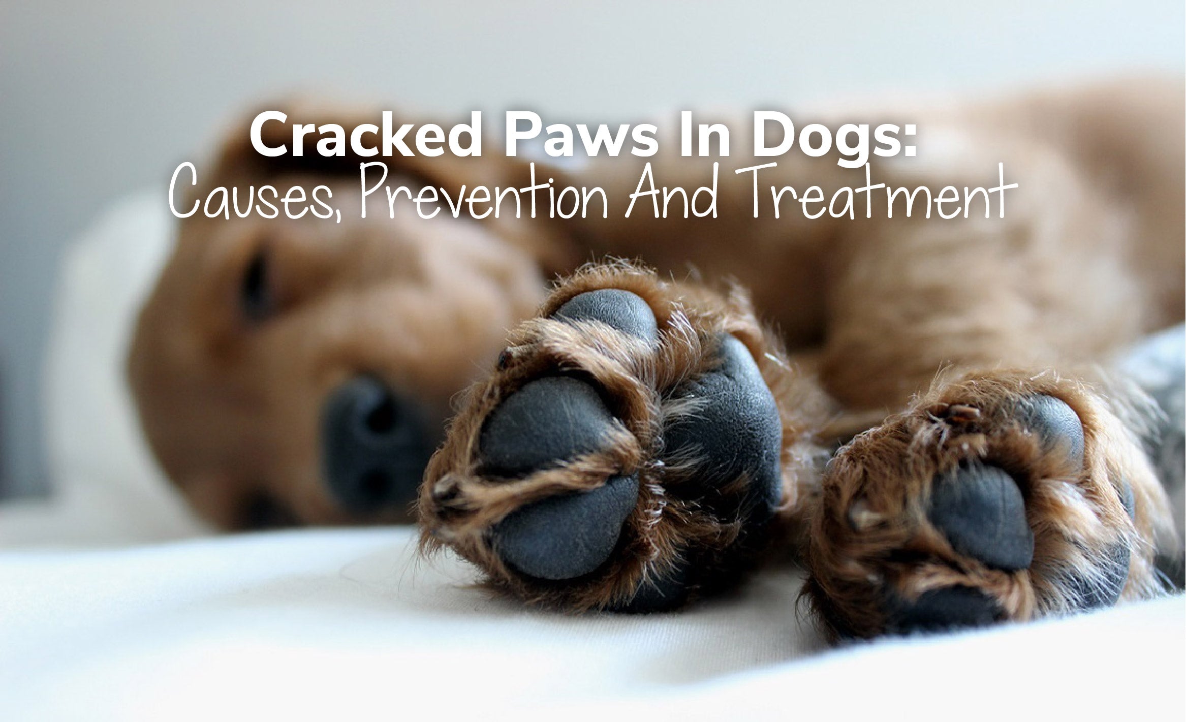 are cracked paws bad for dogs