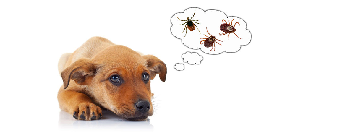 4 Things you need to know about tick control for dogs