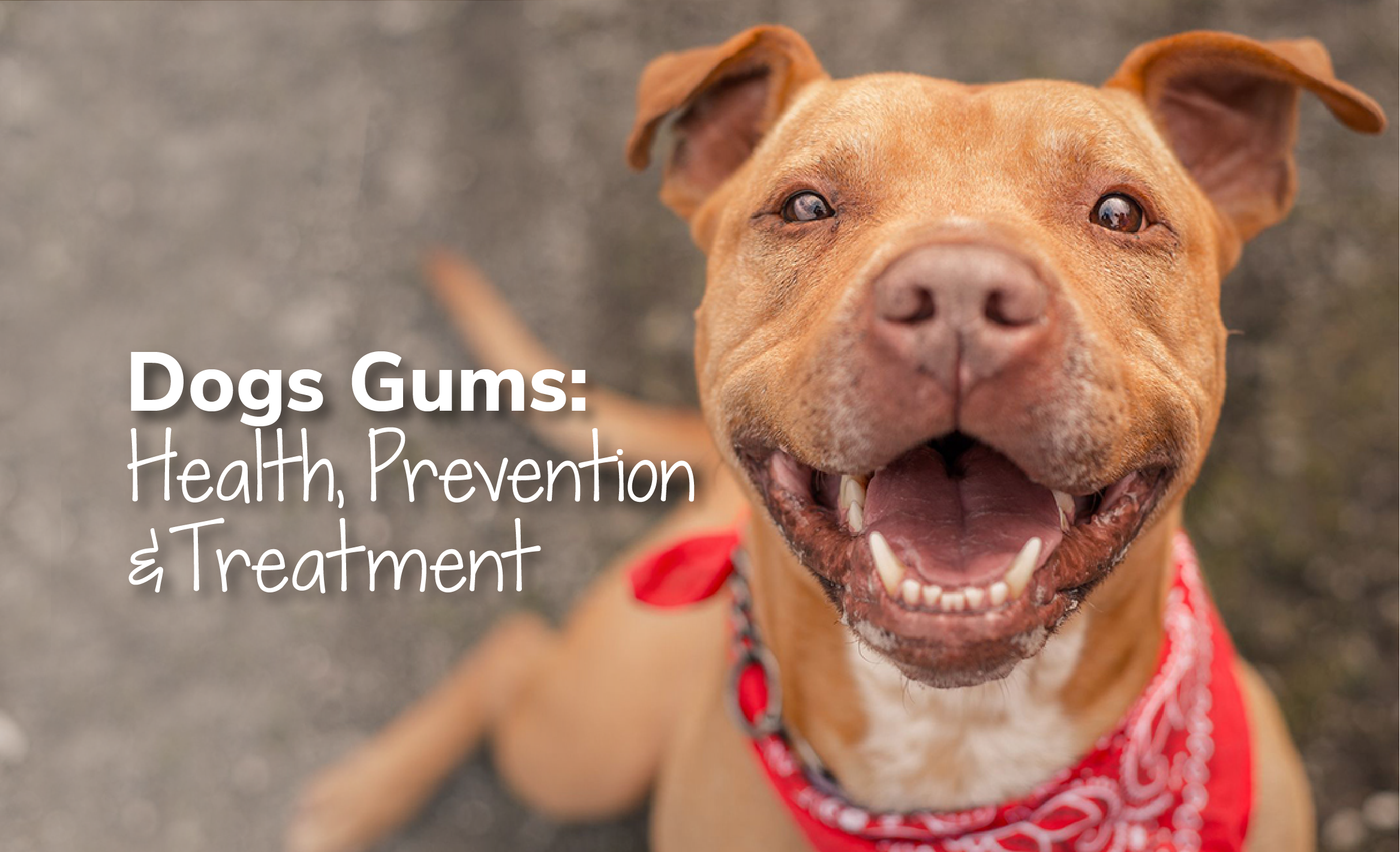 Assessing Your Dog's Health Through Their Gums: Prevention And Treatment