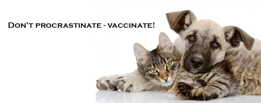 Don't procrastinate - vaccinate! A vets's guide to vaccinating your pets