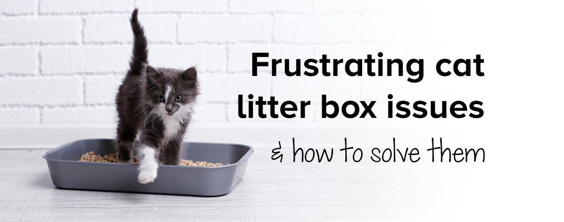 Frustrating cat litter box issues & how to solve them