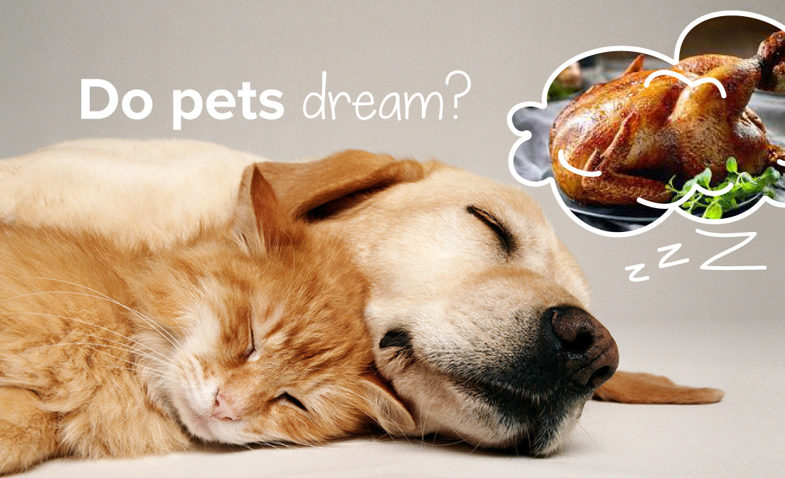 Do Pets Dream?