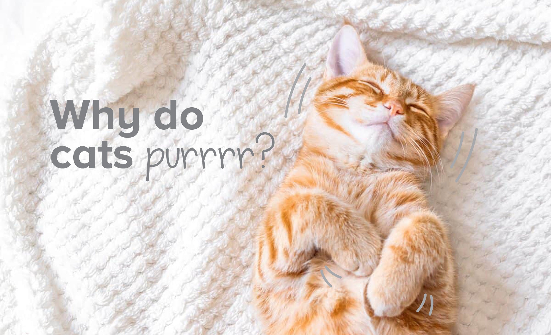 Why Do Cats Purr?