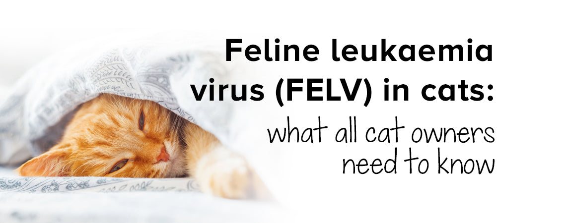 Feline leukaemia virus (FELV) in cats: what all cat owners need to know