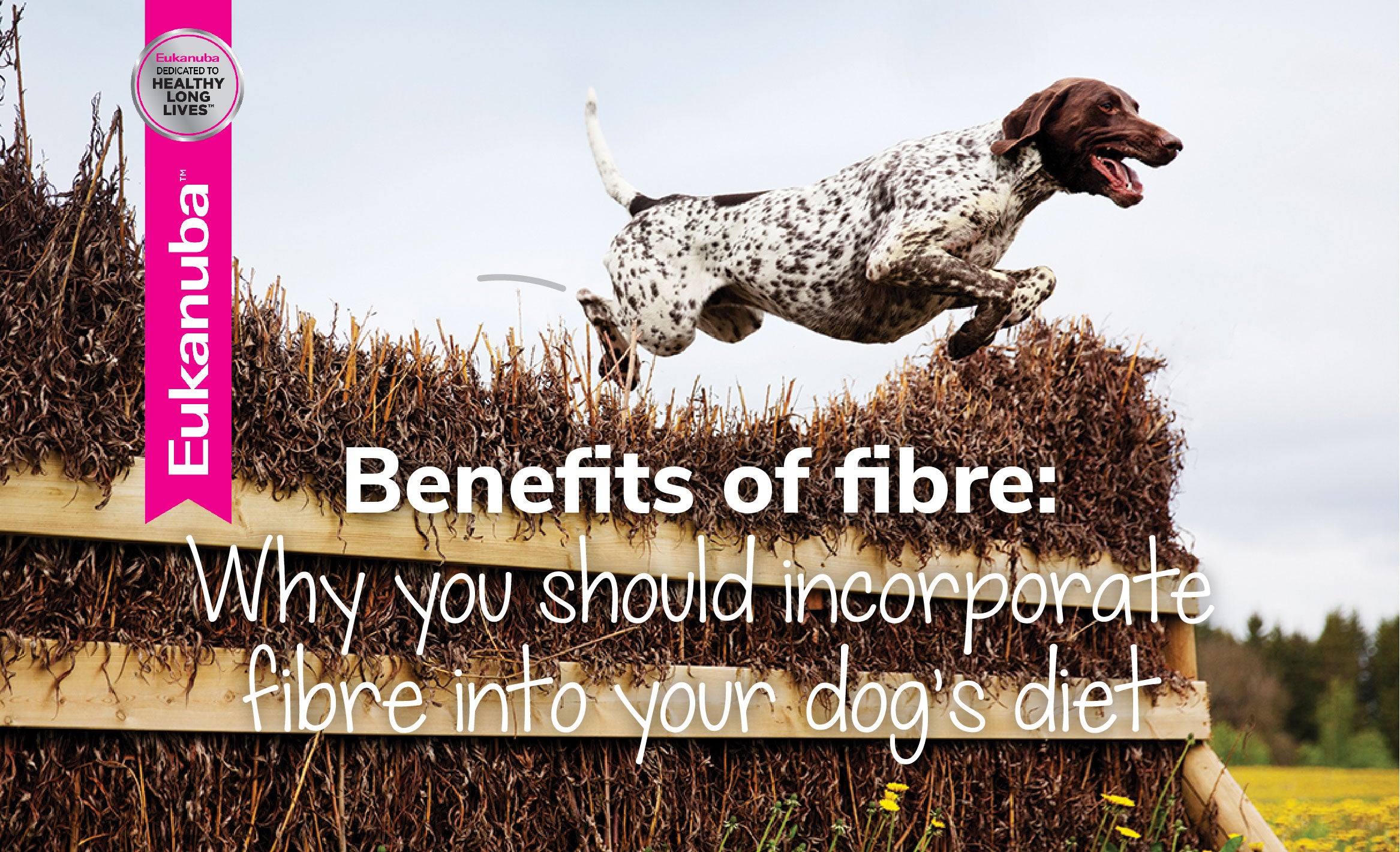 Why You Should Incorporate Fibre Into Your Dog's Diet