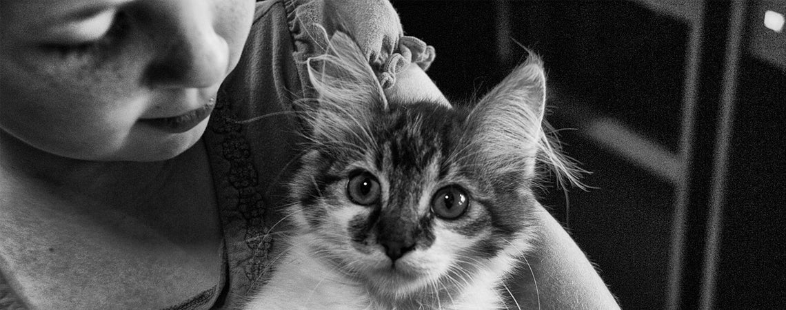 Bringing your new kitten home: 10 Top kitten tips for pet owners
