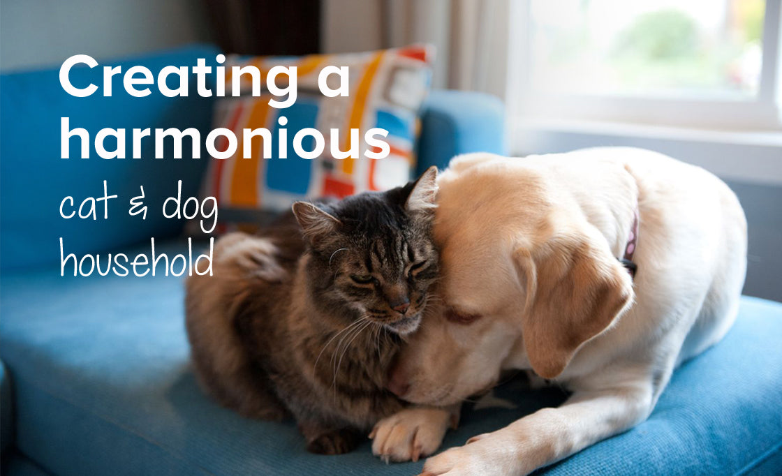 How to have a harmonious cat and dog household | Pet advice
