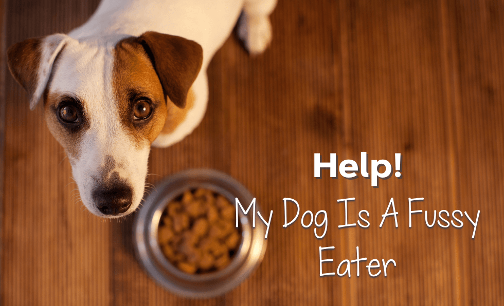 Help! My Dog Is A Fussy Eater