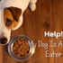 Help! My Dog Is A Fussy Eater