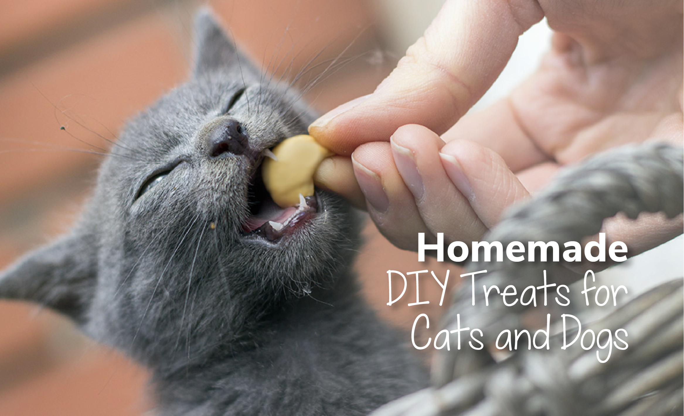 Homemade DIY Treats for Cats and Dogs