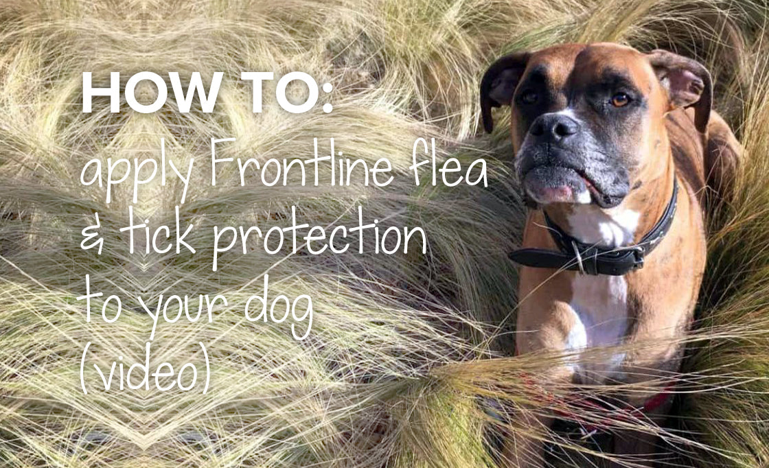 How to apply Frontline flea & tick protection to your dog | Zuki pet