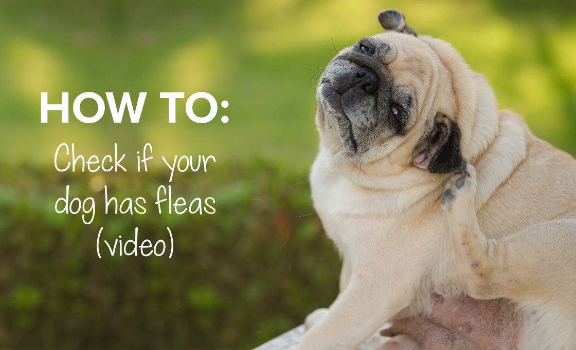 How to check if your dog has fleas | Signs that your dog has fleas