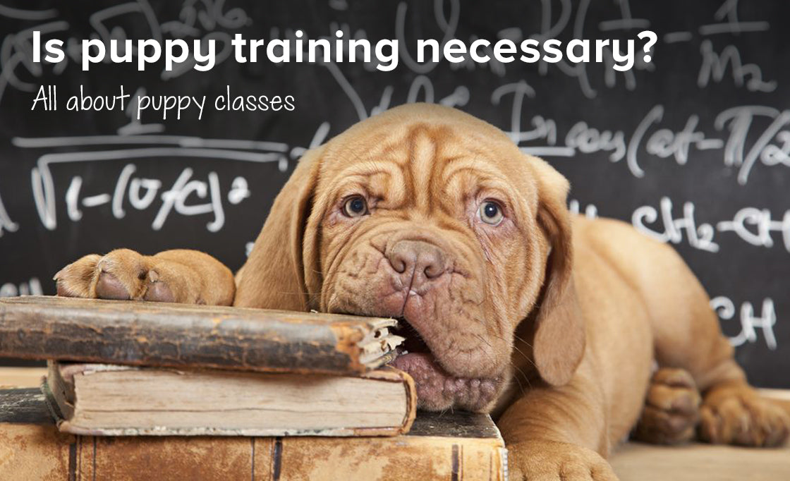 Is puppy training necessary? | All about puppy classes