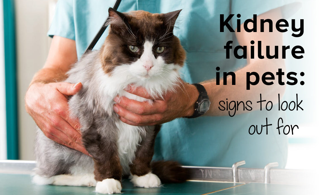 Kidney failure in pets: what you need to know
