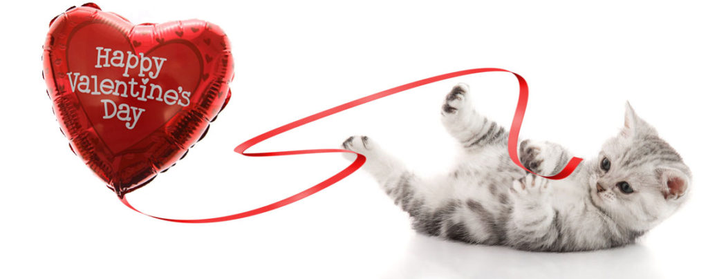 How to spoil your cat on valentine's day | Healthy cat treat recipes