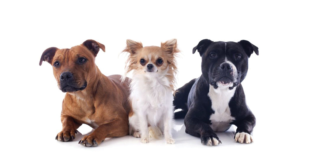 6 Tips for managing a multi-dog household
