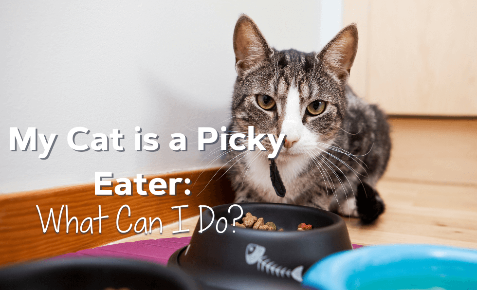 My Cat is a Picky Eater: What Can I Do?