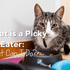 My Cat is a Picky Eater: What Can I Do?