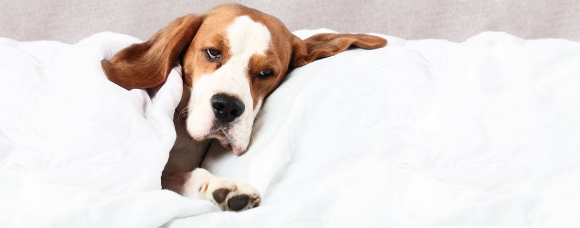 Parvovirus (Parvo): Recognising these symptoms can save your dogs life
