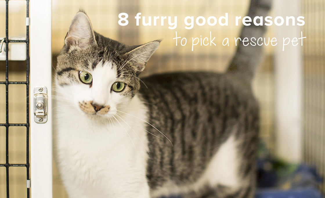 8 Great reasons to pick a rescue pet