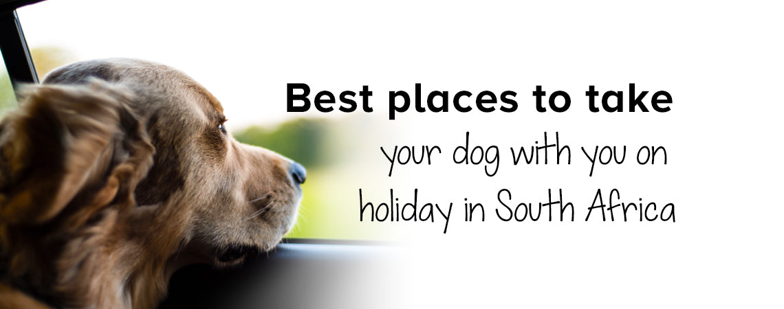 Best places to take your dog with you on holiday in SA