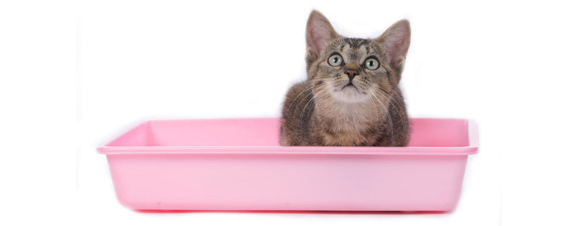 How to litter train your kitten: 10 cat house-training tips from a vet