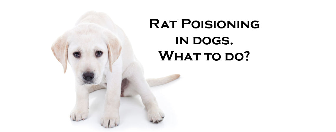 Dog Ate Rat Poison? Here's What To Do