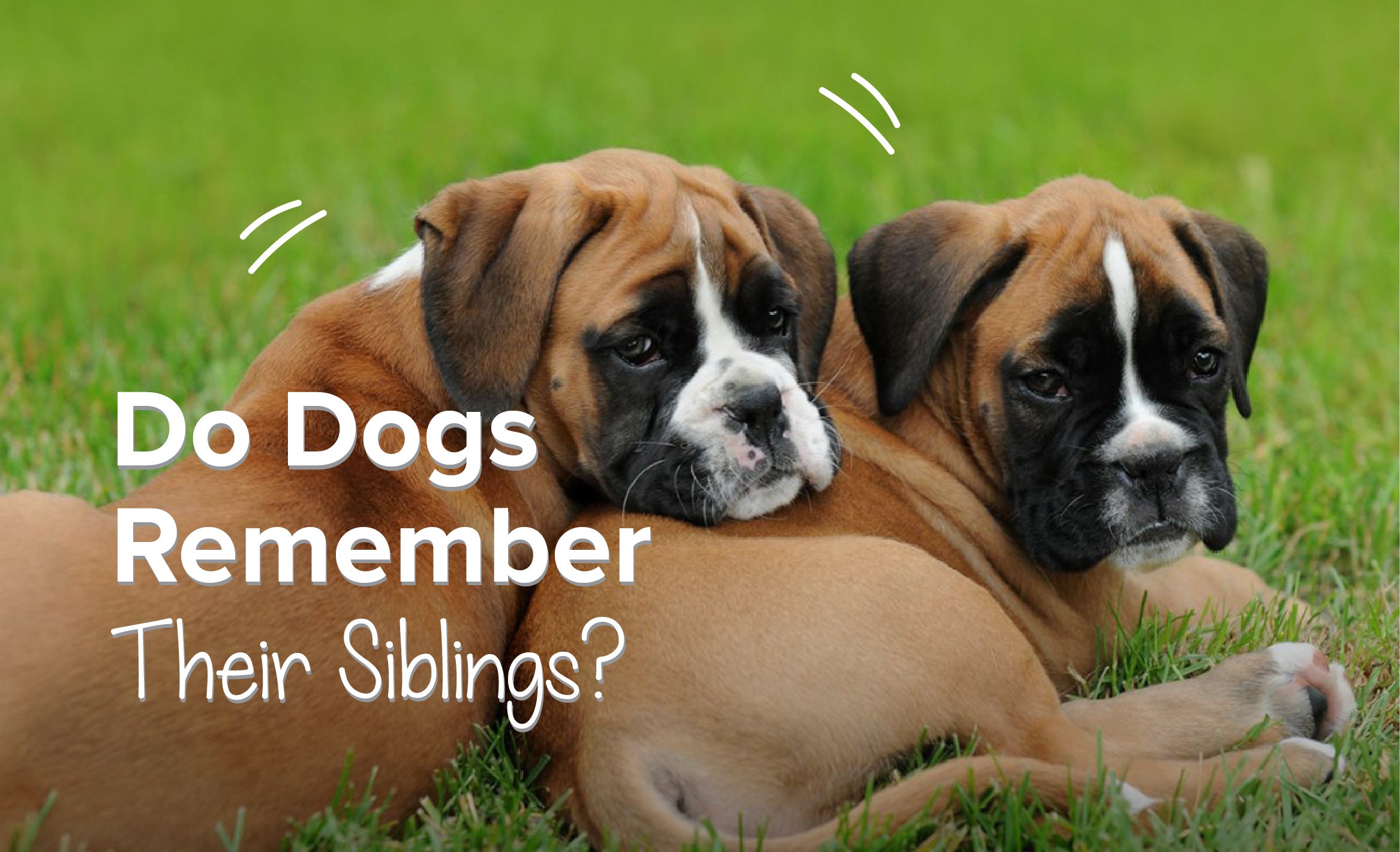 Do Dogs Remember Their Siblings?